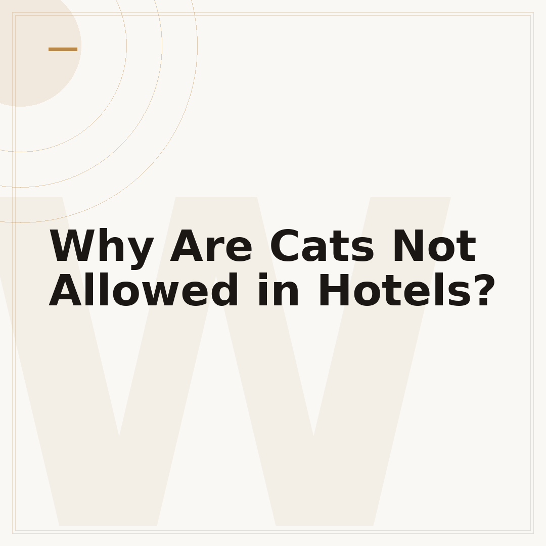 Why Are Cats Not Allowed in Hotels?